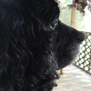 Meet your Posher, Bonnie